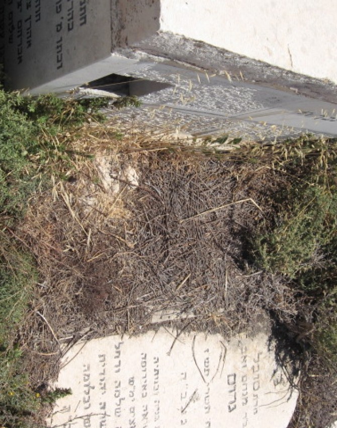 תמונת קבר דובער גראס