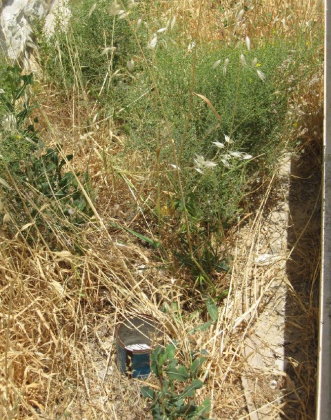 תמונת קבר קריינדל עטרה גולדמן