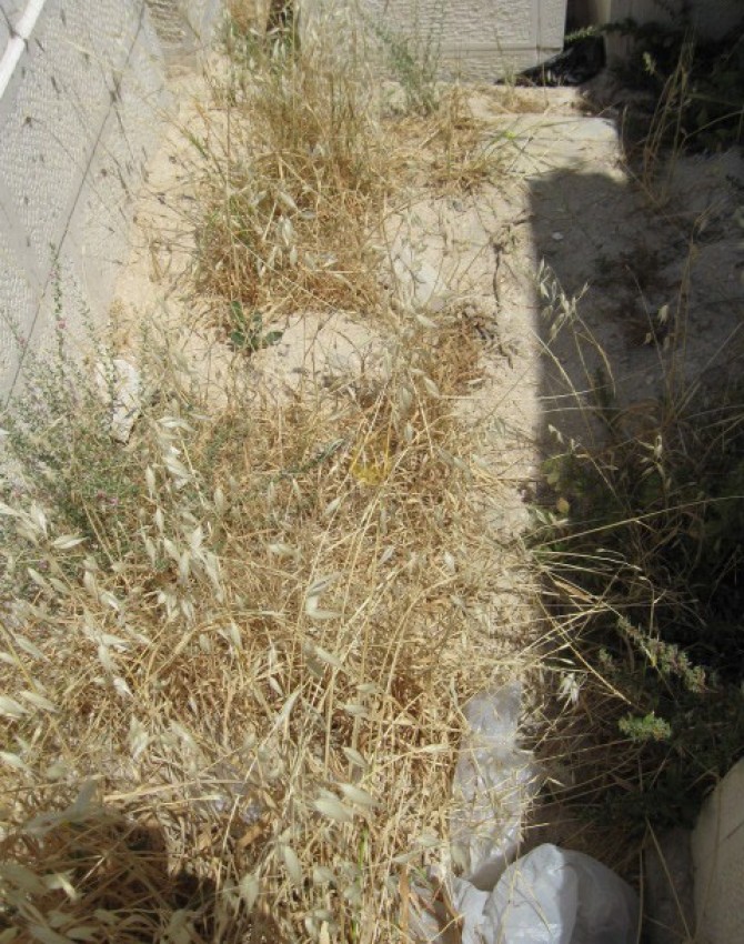 תמונת קבר שרה הלנה הימן