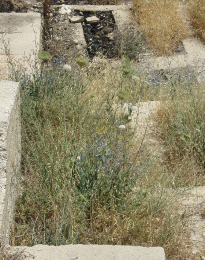 תמונת קבר פרומט אקערמאן
