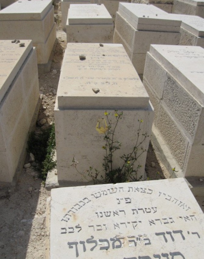 תמונת קבר חיים אליעזר ליפא לוין