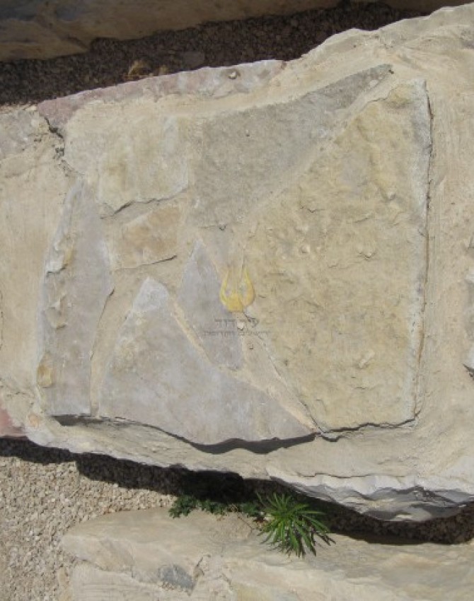 תמונת קבר רגל ימין רחל מרים רוזן Regel Yamin Rachel Miriam Rosen