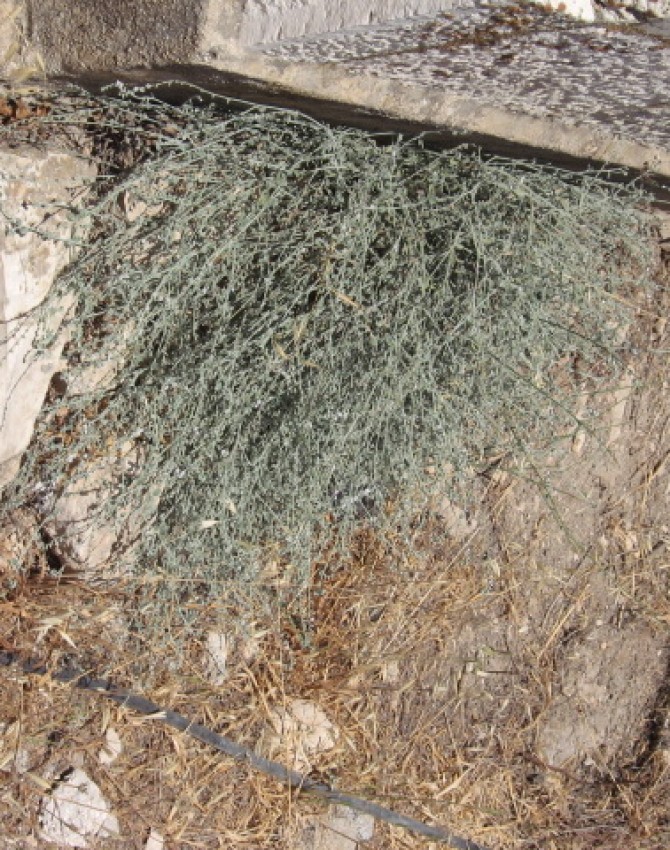 תמונת קבר מרדכי גרינברג