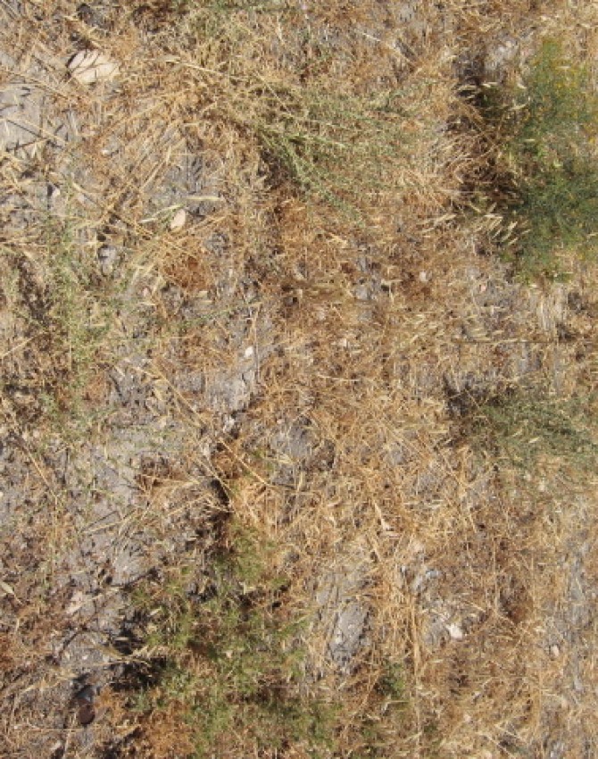 תמונת קבר פרומא כץ