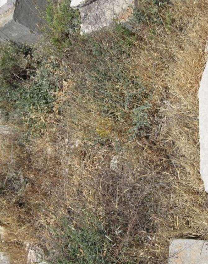 תמונת קבר יעקב שרייבר