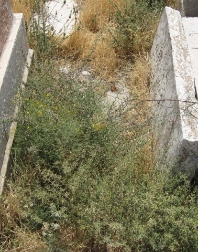 תמונת קבר שלום שמש