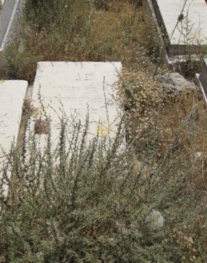 תמונת קבר טויבא דבורה קריגער