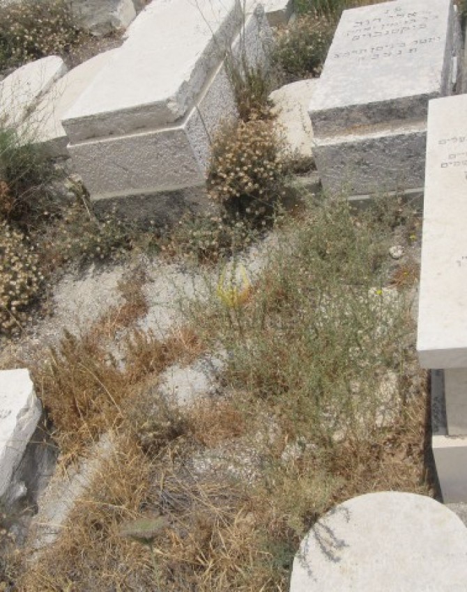 תמונת קבר ישראל אליעזר הורוויץ