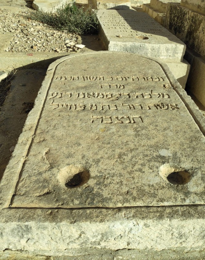 מלכה סמאנדר